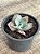 Echeveria cameo verdadeira (SEM RAIZ) - Imagem 3