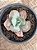 Echeveria cameo verdadeira (SEM RAIZ) - Imagem 2