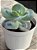 Echeveria cameo verdadeira - Imagem 2