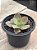Echeveria 83B (sem raiz) - Imagem 2