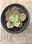 Echeveria 83B (sem raiz) - Imagem 3