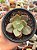 Echeveria 83B (sem raiz) - Imagem 1
