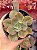 Echeveria 83B - Imagem 1