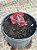 Echeveria increible - Imagem 4
