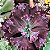 Echeveria increible - Imagem 2