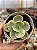 Echeveria ice age variegata M - Imagem 1