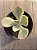 Echeveria ice age variegata M - Imagem 3
