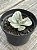 Echeveria ice age variegata M - Imagem 2