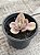 Echeveria ice age variegata - Imagem 2