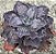 Echeveria nessie dorma (sem raiz) - Imagem 2