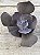 Echeveria nessie dorma (sem raiz) - Imagem 3