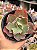 Echeveria marjorie pogue - Imagem 1