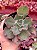 Echeveria marjorie pogue - Imagem 1