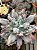 Echeveria marjorie pogue F2 (sem raiz) - Imagem 2
