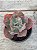 Echeveria marjorie pogue F2 (sem raiz) - Imagem 1