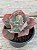 Echeveria marjorie pogue F2 (sem raiz) - Imagem 3