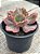 Echeveria marjorie pogue F2 - Imagem 3