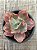 Echeveria marjorie pogue F2 - Imagem 4