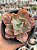 Echeveria marjorie pogue F2 - Imagem 2
