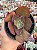 Echeveria big red - Imagem 1