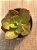 Echeveria big red (sem raiz) - Imagem 3