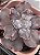 Echeveria vista (importada com carunculos) - Imagem 2