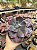 Echeveria vista (importada com carunculos) - Imagem 2