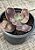 Echeveria buckley (sem raiz) - Imagem 3