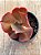 Echeveria buckley - Imagem 4