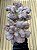 Echeveria buckley (sem raiz) - Imagem 2