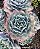 Echeveria sahara - Imagem 2