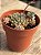 Echeveria chrissy’n ryan - Imagem 2
