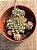 Echeveria chrissy’n ryan - Imagem 3