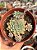 Echeveria chrissy’n ryan - Imagem 1