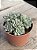 Echeveria chrissy’n ryan - Imagem 2