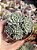 Echeveria chrissy’n ryan - Imagem 1