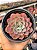 Echeveria zoe/02 - Imagem 1