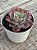 Echeveria zoe/02 - Imagem 4