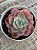 Echeveria zoe/02 - Imagem 3