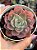 Echeveria zoe/02 - Imagem 1