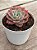Echeveria zoe/02 - Imagem 3