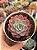 Echeveria zoe/02 - Imagem 1