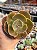 Echeveria luyu - Imagem 1
