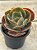 Echeveria luyu (sem raiz) - Imagem 3