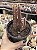 Stapelia leendertziae (black bells) - Imagem 1