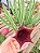 Stapelia leendertziae (black bells) - Imagem 2