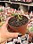 Euphorbia flanaganii - Imagem 1