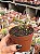 Euphorbia flanaganii - Imagem 3