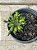 Euphorbia flanaganii - Imagem 1