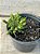 Euphorbia flanaganii - Imagem 3